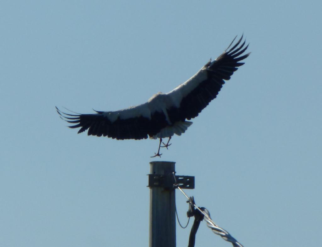 Cicogne Bianche - Nido